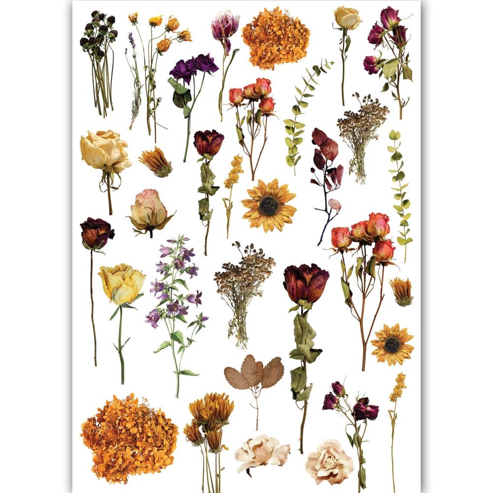 Dress My Craft Transfer Me Sheet A4 - Dry Flowers - Crafty Divas
